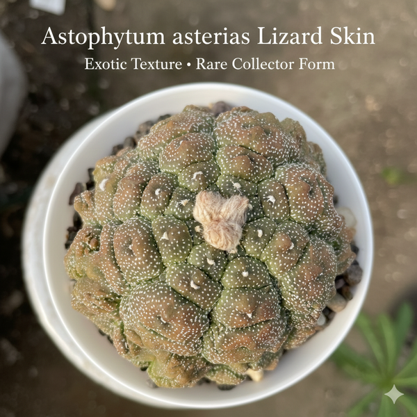Astrophytum Asterias cv lizard skin L.S67