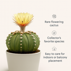 Astrophytum Asterius cv ooibo