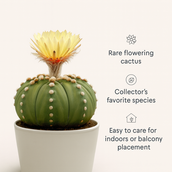 Astrophytum Asterius cv ooibo