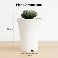 Astrophytum_asterias_cv._Godzilla_Lizard