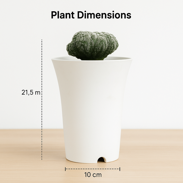 Astrophytum_asterias_cv._Godzilla_Lizard