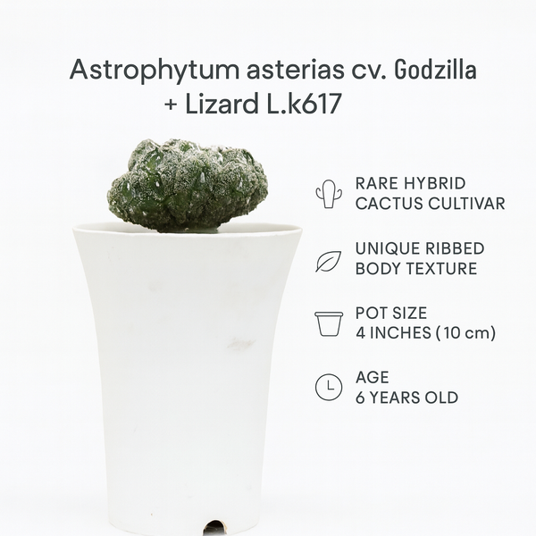 Astrophytum_asterias_cv._Godzilla_Lizard