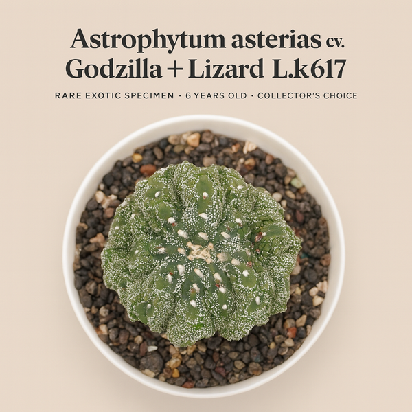 Astrophytum_asterias_cv._Godzilla_Lizard