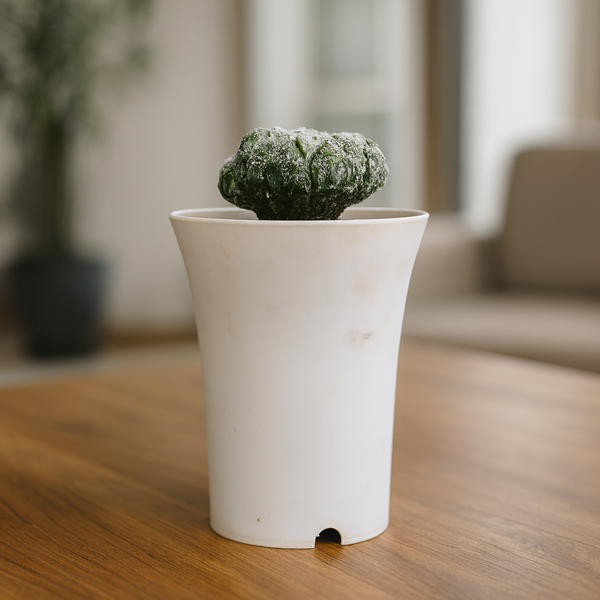 Astrophytum_asterias_cv._Godzilla_Lizard