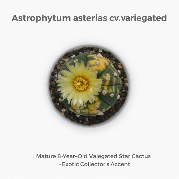 Astrophytum Asterius cv variegated