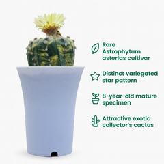 Astrophytum Asterius cv variegated