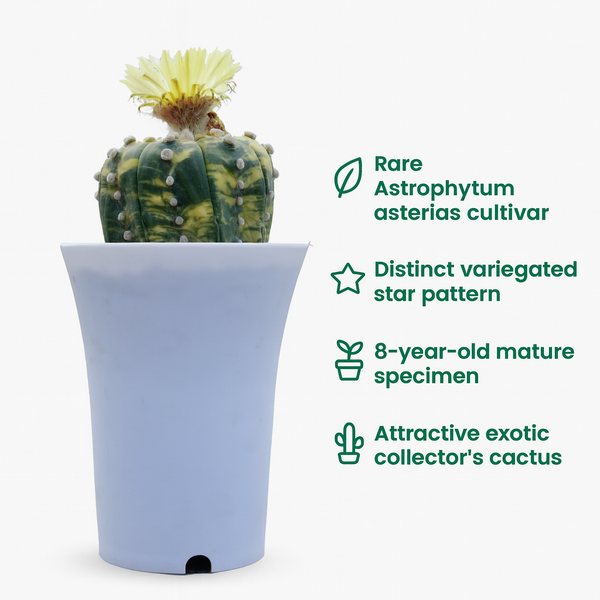 Astrophytum Asterius cv variegated