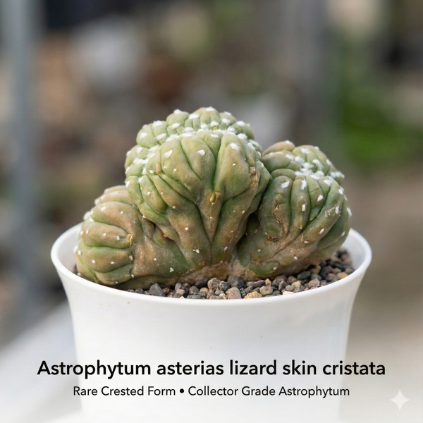 Astrophytum asterias lizard skin cristata