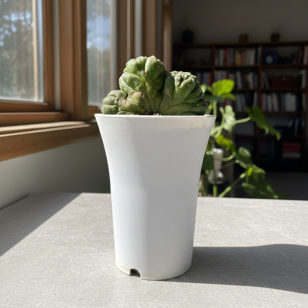 Astrophytum asterias lizard skin cristata