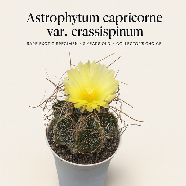 Astrophytum capricorne var. cassispinum