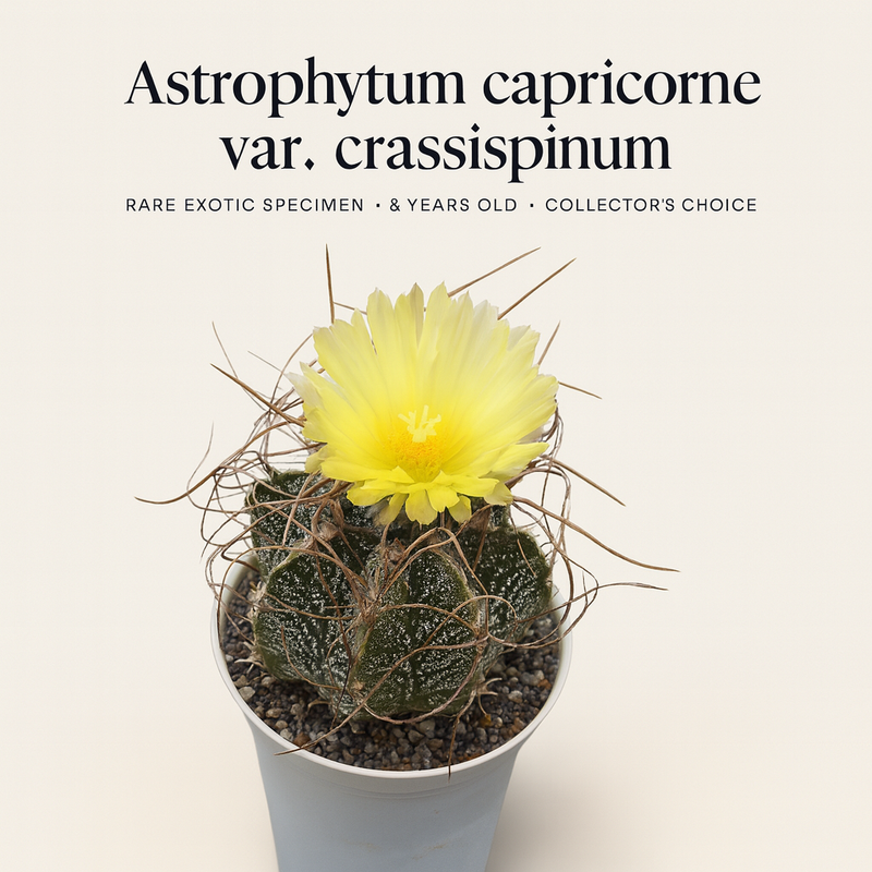 Astrophytum capricorne var. cassispinum
