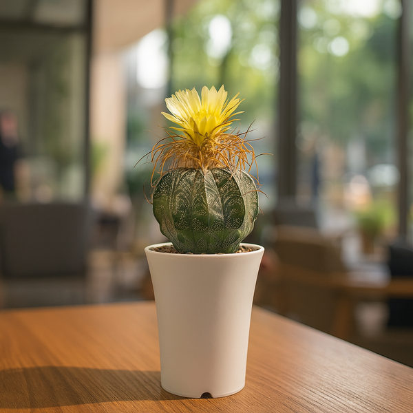 Astrophytum capricorne var. cassispinum