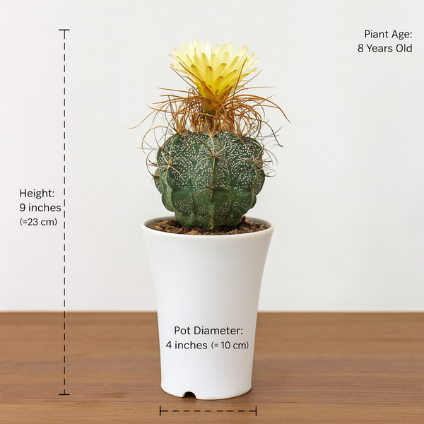 Astrophytum capricorne var. cassispinum