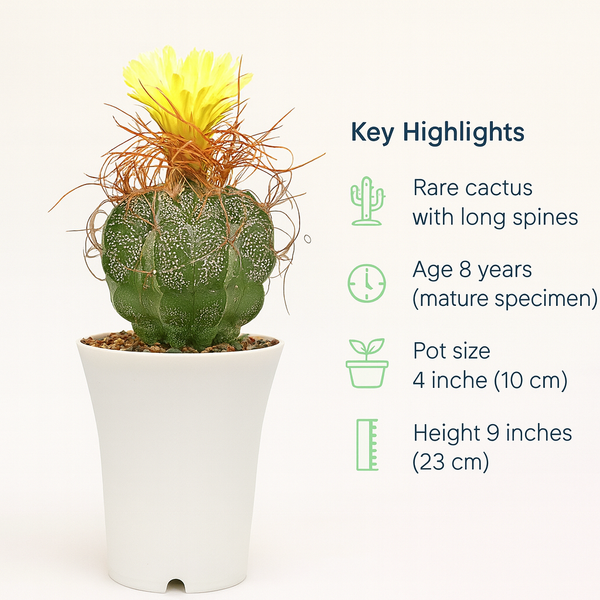 Astrophytum capricorne var. cassispinum