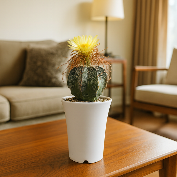 Astrophytum capricorne var. cassispinum