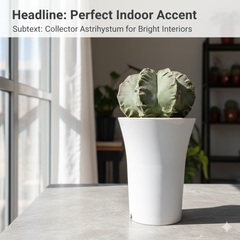 Astrophytum myriostigma cv. Sazanami Fukuryu (F.061)