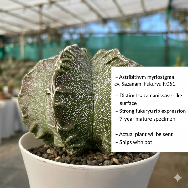 Astrophytum myriostigma cv. Sazanami Fukuryu (F.061)