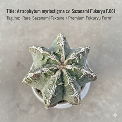Astrophytum myriostigma cv. Sazanami Fukuryu (F.061)