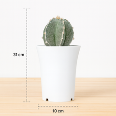 Astrophytum myriostigma cv Suzannami Sk618