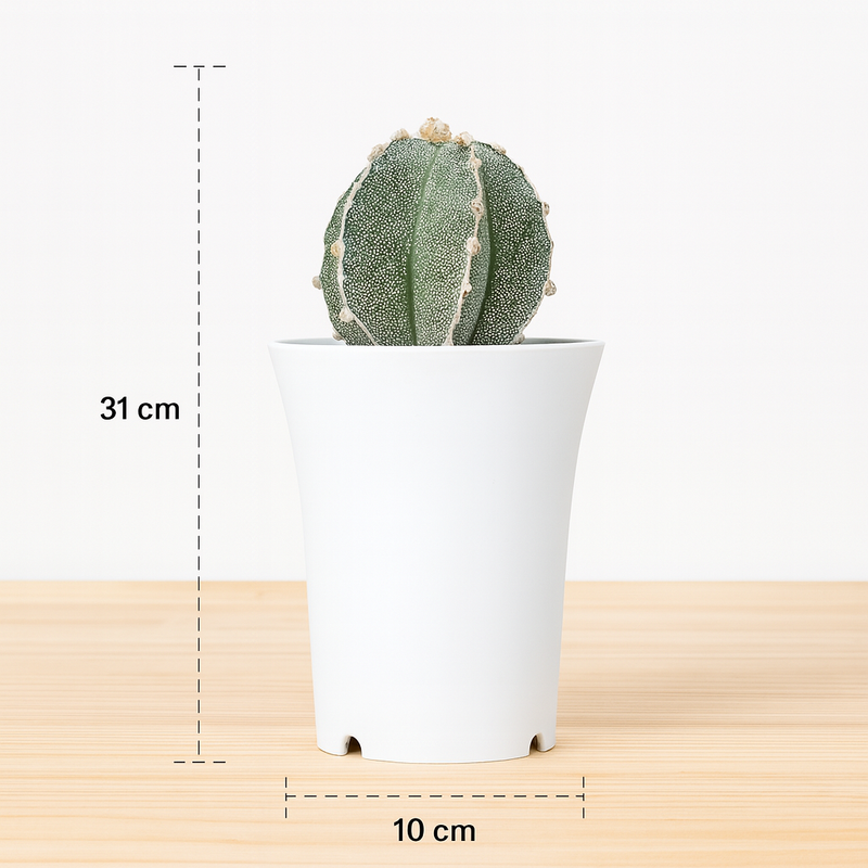 Astrophytum myriostigma cv Suzannami Sk618
