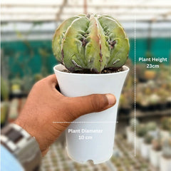 Astrophytum myriostigma multicostatum cv. Fukuryu SK.57