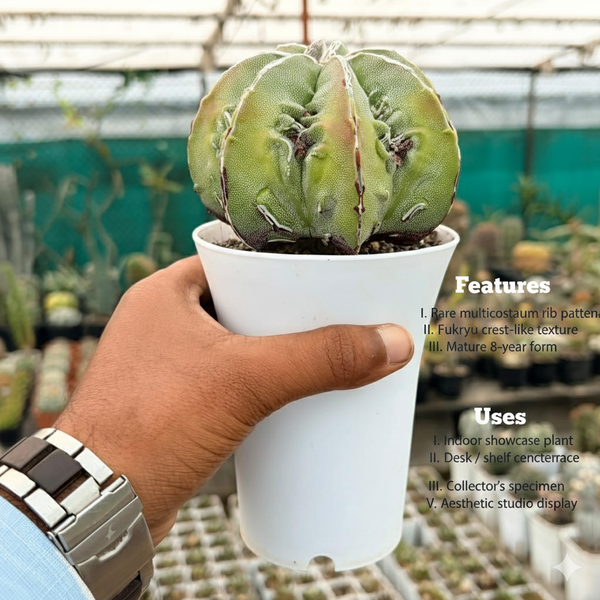 Astrophytum myriostigma multicostatum cv. Fukuryu SK.57