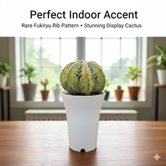 Astrophytum myriostigma multicostatum cv. Fukuryu SK.57