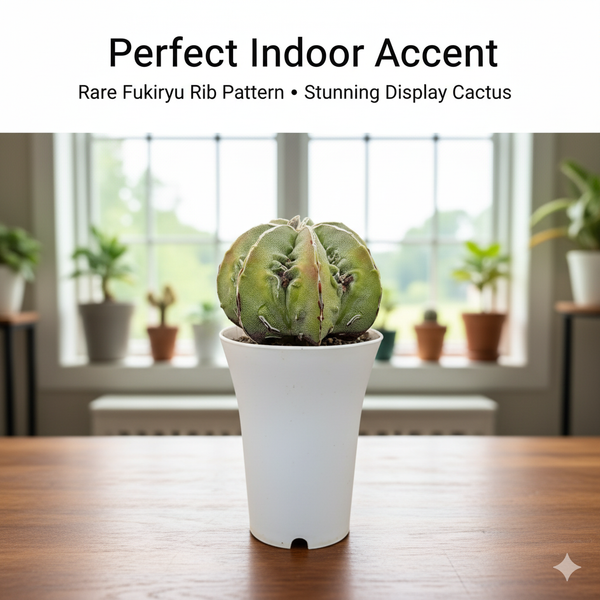 Astrophytum myriostigma multicostatum cv. Fukuryu SK.57