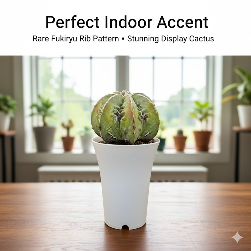 Astrophytum myriostigma multicostatum cv. Fukuryu SK.57