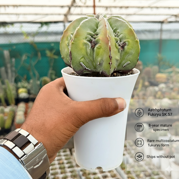 Astrophytum myriostigma multicostatum cv. Fukuryu SK.57