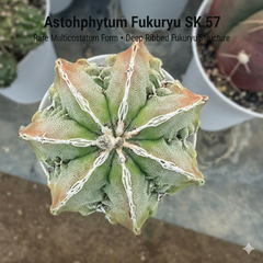 Astrophytum myriostigma multicostatum cv. Fukuryu SK.57