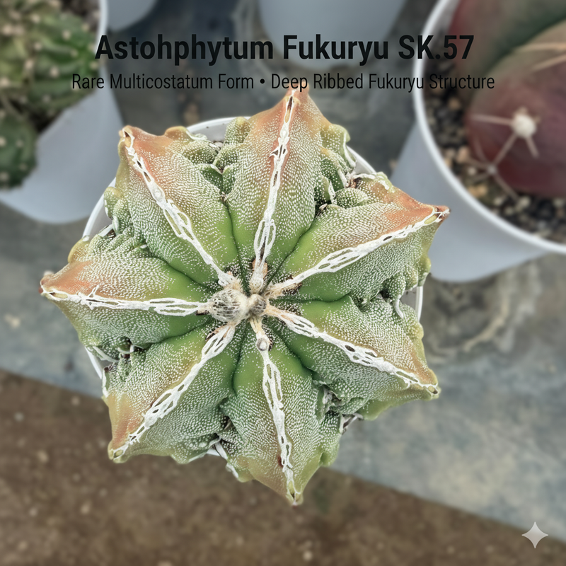 Astrophytum myriostigma multicostatum cv. Fukuryu SK.57