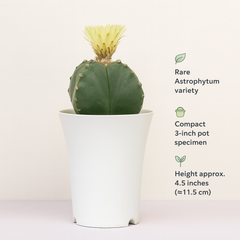 Astrophytum nudam quadricostatum
