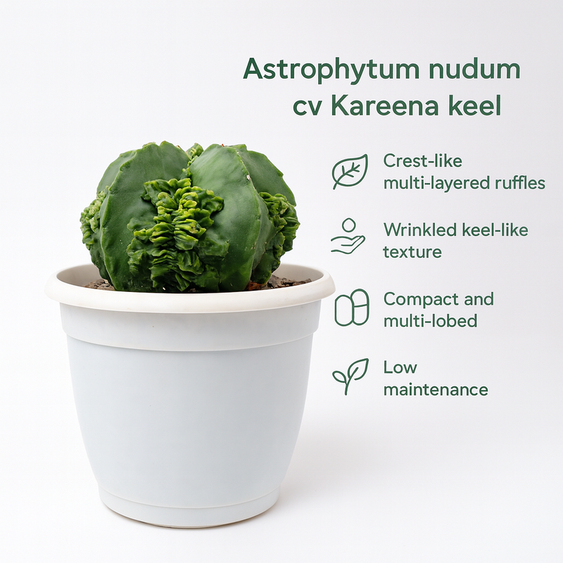 Astrophytum nudum cv Kareena keel