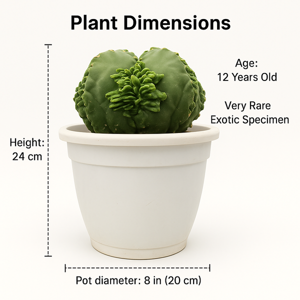 Astrophytum nudum cv Kareena keel