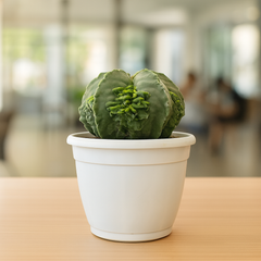 Astrophytum nudum cv Kareena keel