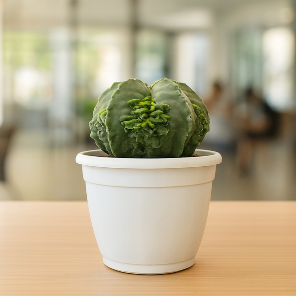 Astrophytum nudum cv Kareena keel