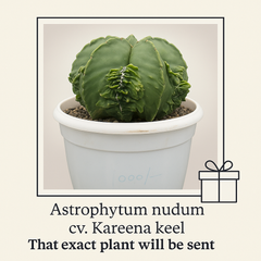 Astrophytum nudum cv Kareena keel