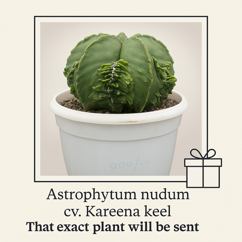 Astrophytum nudum cv Kareena keel