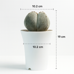 Astrophytum onzuka quadricostatum