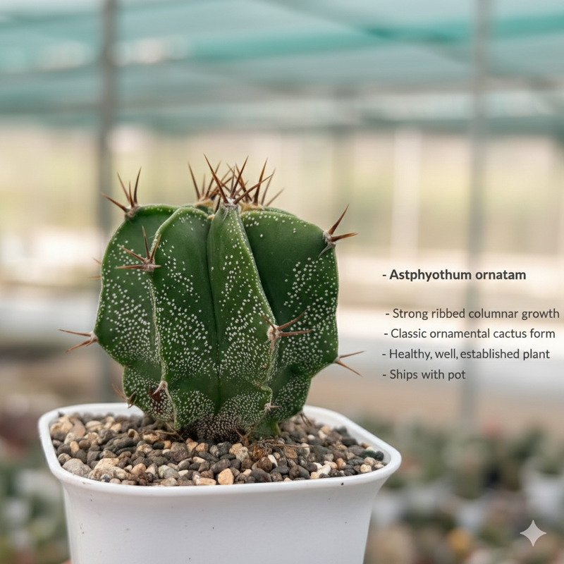 Astrophytum ornatum