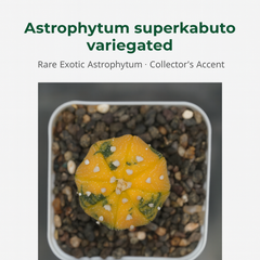 Astrophytum superkabuto variegated