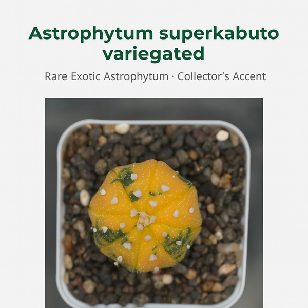 Astrophytum superkabuto variegated