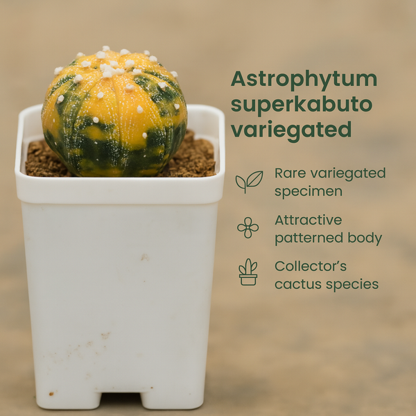 Astrophytum superkabuto variegated