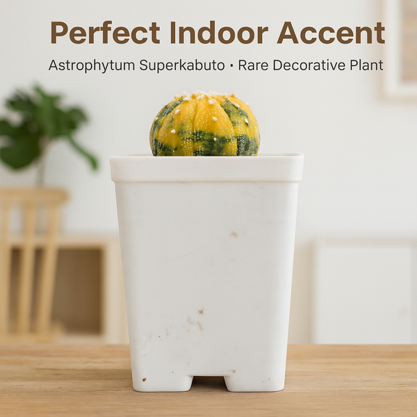 Astrophytum superkabuto variegated