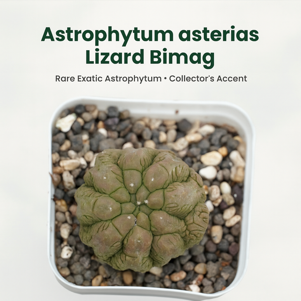 Astrophytum asterias Lizard Bimag