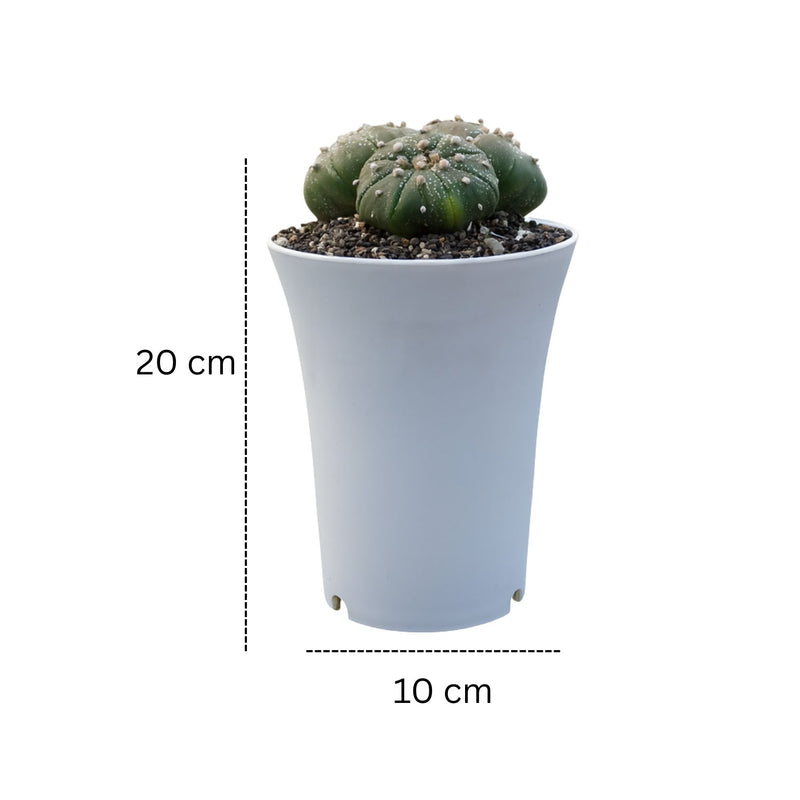 Astrophytum Asterias clum