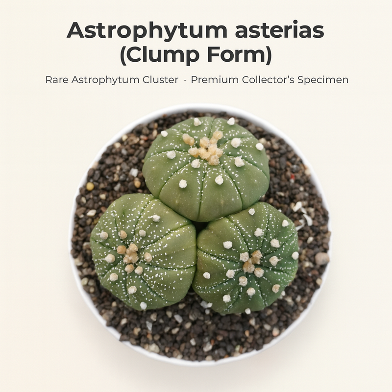 Astrophytum Asterias clum