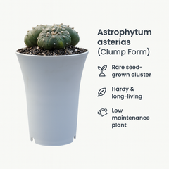 Astrophytum Asterias clum