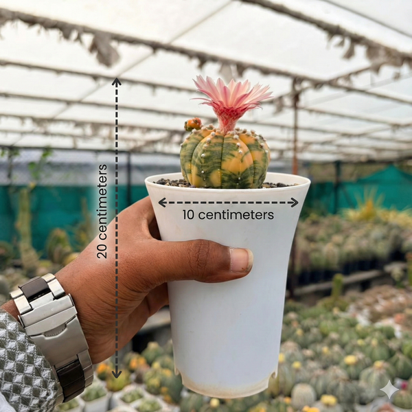 Astrophytum asterias Akabana Variegated
